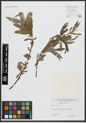 Foto von Salix alba L.